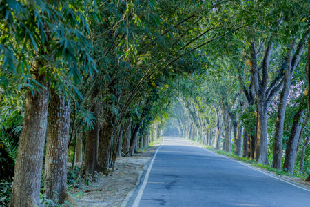 The road is flanked on both sides by a dense, tall canopy of trees and bamboo, forming a natural, sun dappled green tunnel. The leaves overhead filter the sunlightの写真素材