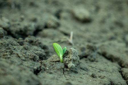 The delicate emergence of a single seedling from dry, clumpy soil. The tiny sprout, cucumber or squash, bright lime green cotyledons seed leavesの写真素材