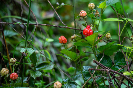 This wild blackberry plant, part of the Rosaceae family, thrives in hedgerows and forest edges. Its compound leaves with serrated edges beautifully with the dark fruitの写真素材