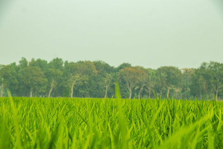 Paddy, Rice, Oryza sativa is an essential cereal crop and a primary food source for millions...