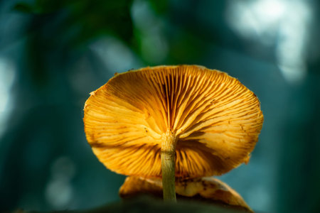 Many edible mushrooms have similar looking counterparts, some of which can be toxic. This mushroom...