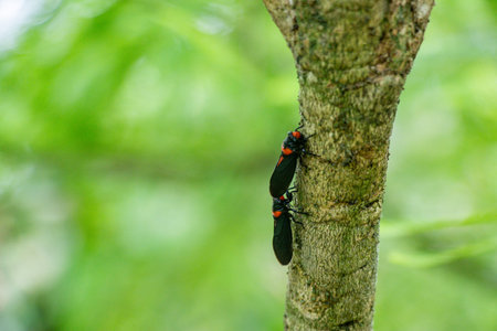 Two black and orange red planthoppers. Striking jet black wings with vivid orange red head markings displayed during reproductive behaviorの写真素材