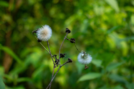 Dark skeletal stems rise against vivid green bokeh, bearing fluffy white seed heads one full cream...