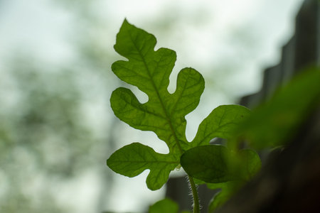 Fig tree leaf Ficus carica with a deeply lobed, palmately divided shape and three to five finger...