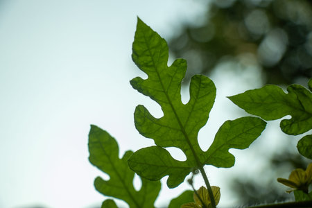 Watermelon leaf or Citrullus lanatus displaying deeply lobed palmately divided foliage with multiple...
