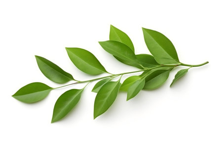Isolated Green Leaf Composition on White Background. Generative AIの素材