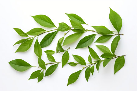Isolated Green Leaf Composition on White Background. Generative AIの素材