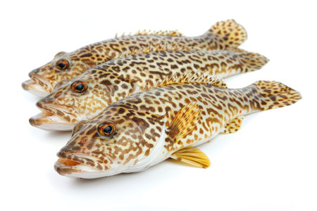 Cod Fish isolated on white backgroundの素材