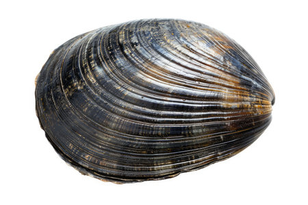 Clam Isolated on White Backgroundの素材