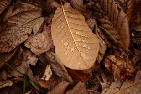 Water drops between the veins of decomposing fallen leaves after late autumn rainfall