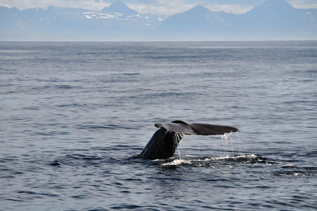 Humpback whale starting to dive with it's fluke above the waterの写真素材