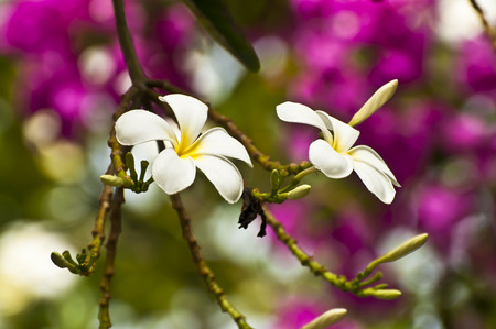 Exotic frangipani flowers - tropical nature backgroundの写真素材
