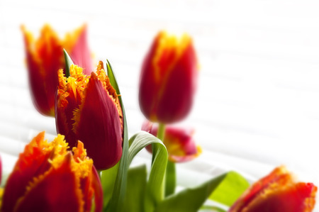 Red - orange tulips bouquet on white backgroundの写真素材