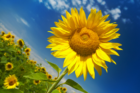 Sunflower field on a sunny summer dayの写真素材