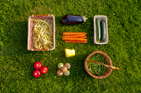 Freshly harvested home grown vegetables lying orderly on grass - beans, tomatoes, pepper, carrots, aubergine, zucchini, onionsの写真素材
