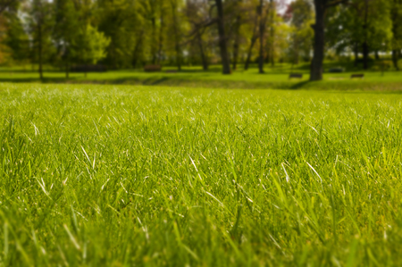Beautiful lawn in a park during spring timeの写真素材