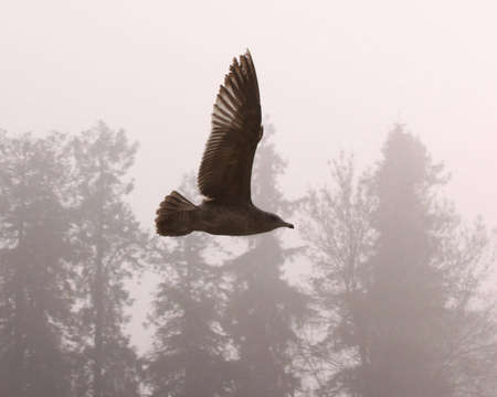 Sea gull flying in the fog  の写真素材