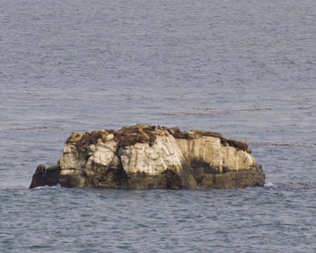 Seals on a rock の写真素材