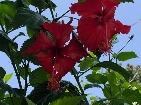 This vibrant image showcases two beautiful red hibiscus flowers in full bloom surrounded by lush green leaves The petals are a deep rich red with intricate details and delicate textures The center of each flower reveals a cluster of golden stamens adding a touch of elegance and beauty to the scene The bright blue sky serves as a stunning backdrop enhancing the vivid colors of the flowers and greenery The composition captures the natural beauty and tranquility of a tropical garden providing a sense of peace and serenity This photograph is perfect for projects related to nature floral arrangements tropical landscapes or promoting a sense of well being and relaxationの写真素材