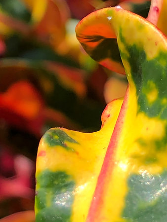 A macro shot captures the vibrant hues and intricate patterns of a croton leaf The leafs surface displays a captivating mix of yellow green and red creating a visually stunning abstract design The close up view highlights the textures and details revealing the beauty found in natures artistry The play of light and shadow adds depth and dimension to the composition making it an appealing image for nature lovers and botanical enthusiasts Other leaves are visible out of focus in the backgroundの写真素材