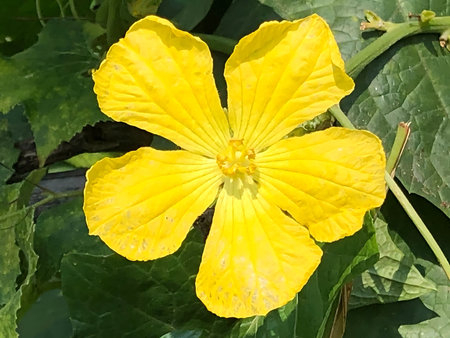 A close up captures the radiant beauty of a Luffa flower in full bloom against a backdrop of verdant green foliage The bright yellow petals gently ruffled at the edges form a perfect star shape radiating outwards from the flowers delicate center The intricate details of the petals veins and textures are highlighted by the soft natural light creating a visually appealing floral image that celebrates the essence of spring and natures artistryの写真素材