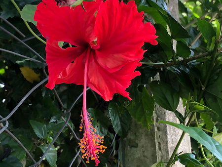 A striking close up shot of a bright red hibiscus flower in full bloom The flower is the focal point showcasing its delicate petals and vibrant color The stamen is visible with its orange tips The background features lush green foliage creating a natural and vibrant contrast The image captures the beauty of nature and the intricate details of the flower conveying a sense of tranquility and serenityの写真素材