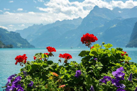 Flowers and lake Lucerne, Switzerlandの写真素材