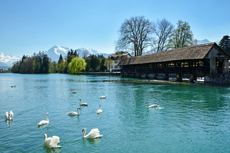 Swans on Thunersee lake with beautiful Alps in backgroundの写真素材