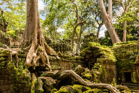 Historical complex of Ta Prohm temple near Siem Reap in Cambodia. Mother nature is slowly taking back what belongs to her.の写真素材