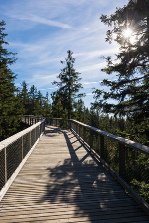 Autumn walk on path through tree crowns near Lipno in Sumava national park in Czech republicの写真素材
