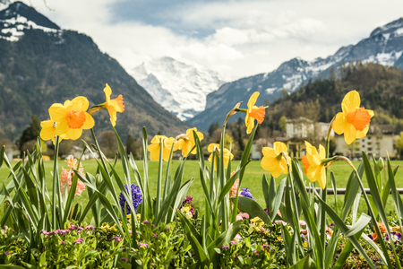 Beautiful colorful flowers in Hohematte park in Interlaken, Switzerland. In background, the most famous peak of Bernese Alps - Jungfrau can be seenの写真素材