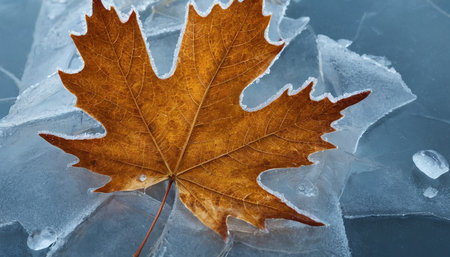 A single, dried autumn maple leaf, displaying rich brown and orange hues, lies frozen on a surface of cracked ice. Delicate frost crystals adorn the edges of the leaf and the icy shards, creating a sharp contrast between the organic form of the leaf and the brittle texture of the ice. The captures a moment of transition between seasons, highlighting the beauty found in the cold and the ephemeral nature of frost. The intricate details of the leaf's veins and the icy formations are emphasized.の素材