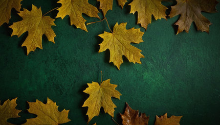 A close-up, overhead view captures several golden-yellow maple leaves scattered across a dark, deeply textured green surface. The leaves, some appearing slightly dry and curled at the edges, are arranged in a visually pleasing, organic manner. The rich green background provides a strong contrast to the warm tones of the foliage, highlighting the intricate details and veins of each leaf.の素材