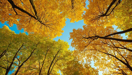 presents a low-angle view looking upwards into a forest canopy where leaves display a transition of autumn colors, featuring both vibrant golden yellow and fresh green hues. The bright blue sky peeks through the branches, illuminated by sunlight. The composition highlights the intricate patterns of tree branches and the rich texture of the foliage. It captures the essence of late autumn, with the last vestiges of green mingling with the dominant golden tones.の素材