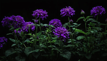 A cluster of deep purple clematis flowers with intricate double petals are showcased against a stark black background. The vibrant blooms are illuminated, highlighting their velvety texture and rich color. Lush green leaves and stems provide a natural contrast, with some appearing to glisten as if with dew. The composition emphasizes the delicate beauty and complex structure of these flowers, creating a dramatic and visual. The dark backdrop isolates the viewer's attention to the exquisite...の素材