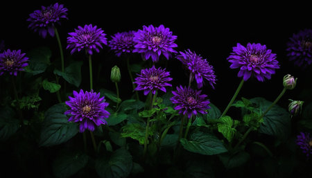 A collection of rich purple chrysanthemum flowers, characterized by their dense, intricate petals forming a pom-pom shape, are set against a dark, almost black background. The lighting is dramatic, highlighting the velvety texture and deep color of the blooms. Verdant green leaves and stems are visible, providing a natural contrast to the intense purple. The composition focuses on the detailed structure and opulent appearance of these flowers, creating an of natural beauty. The dark setting...の素材