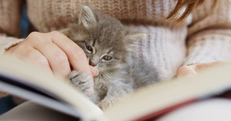 Close up of cute small grey cat licking a womans hand and falling asleep on the book. Indoorsの写真素材