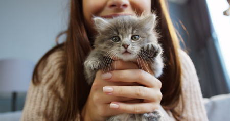 Close up of cute kitty in womans hands waving its paws. Pretty woman holding a cat closely to the camera. Indoorの写真素材