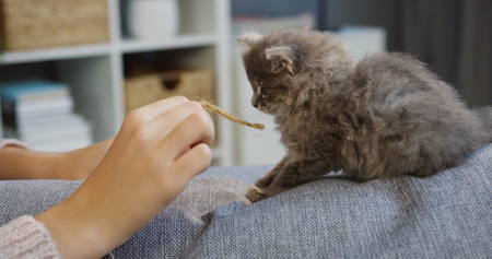 Close up of womans hands playing with a cute kitty-cat and thread on the sofa in the cozy living room. Indoorsの写真素材