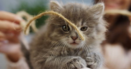 Close up of a muzzle of a little cute kitty playing with a thread. Female hands on the blurred background. Insideの写真素材
