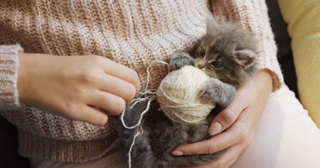 A grey little kitty lying on its back and looking at the womans hands playing with a thread. Indoorsの写真素材