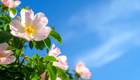 Blooming wild rose on a background of blue sky with clouds.の素材