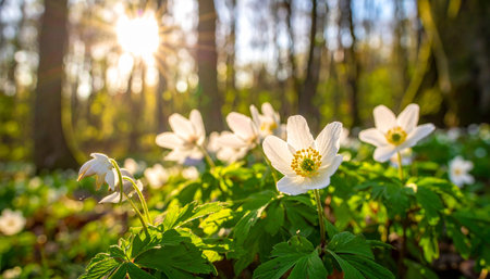 White wood anemone flowers in the forest on a sunny spring dayの素材