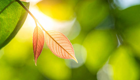 Close up of green leaf with sunlight and bokeh background.の素材