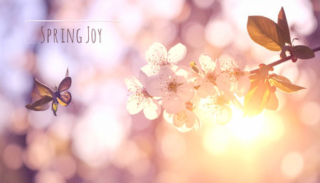 Spring background with blooming branch and butterfly. Spring greeting card.の素材