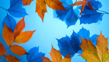 Autumn leaves on a blue background. Autumn background with copy spaceの素材