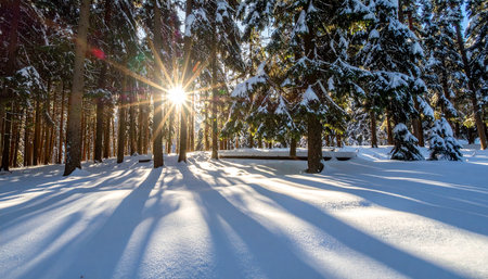 Sunset in the winter forest. Sunlight through the trees.の素材