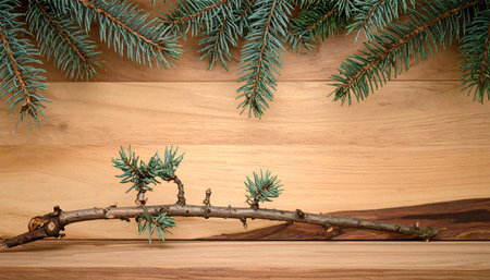 Spruce branches on a wooden background. Place for your text.の素材