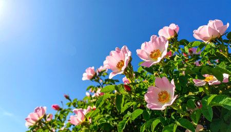 Pink wild rose flowers on a background of blue sky with clouds.の素材