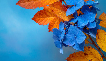 Blue hydrangea with autumn leaves on a blue background.の素材